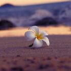 Tahitian Tiare Flower Fragrance Oil ~ For Candle, Soap, Lotion, Bath & Body