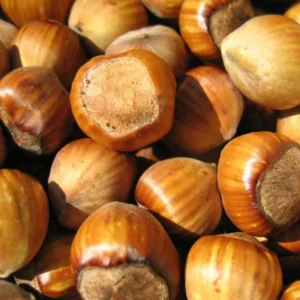 Vanilla Hazelnut Fragrance Oil ~ For Candle, Soap, Lotion, Bath & Body & Crafts