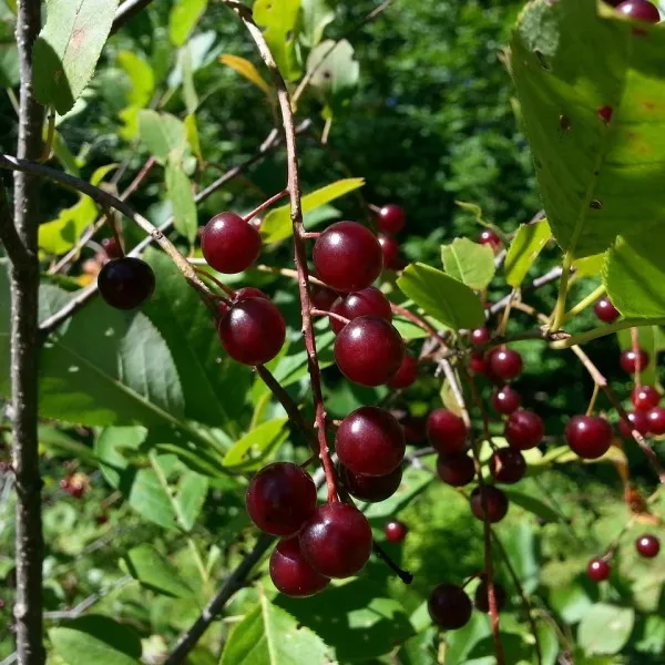 Wild Cherry Fragrance Oil ~ For Candle, Soap, Lotion, Bath & Body & Crafts