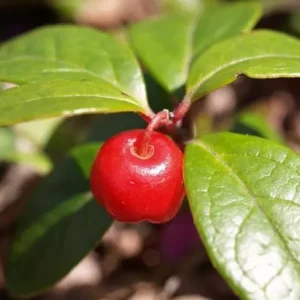 Wintergreen Fragrance Oil ~ For Candle, Soap, Lotion, Bath & Body & Crafts