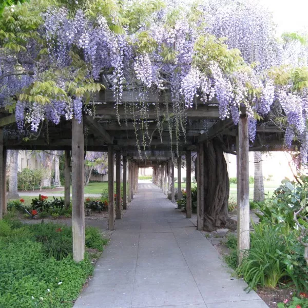 Wisteria Fragrance Oil ~ Candle, Soap, Lotion, Bath & Body & Crafts