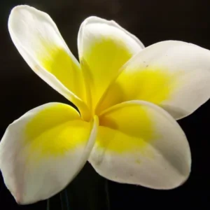Plumeria (dupe) Fragrance Oil ~ For Candle, Soap, Lotion, Bath & Body & Crafts