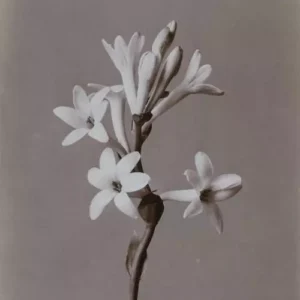 Tuberose Fragrance Oil ~ For Candle, Soap, Lotion, Bath & Body & Crafts