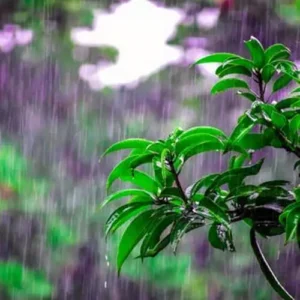 Rain Kissed Leaves (dupe) Fragrance Oil ~For Candle, Soap, Lotion, Bath & Body