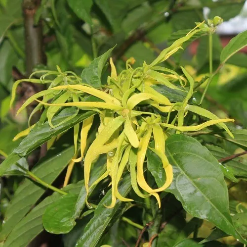 Ylang Ylang Fragrance Oil ~ For Candle,Soap,Lotion, Bath & Body & Crafts