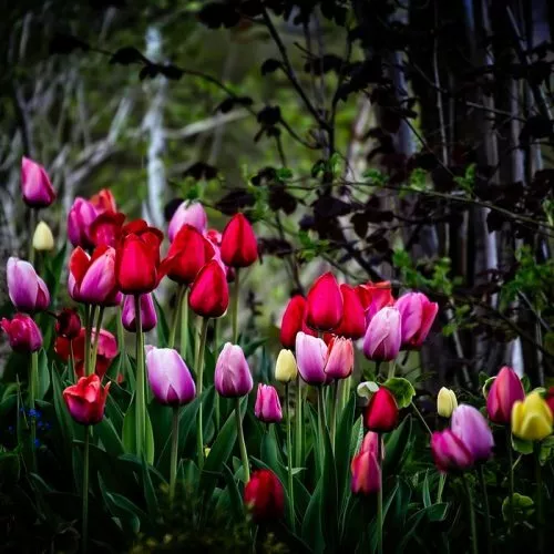 Tulip Fragrance Oil ~ For Candle, Soap, Lotion, Bath & Body & Crafts