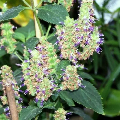 Patchouli Fragrance Oil ~ For Candle, Soap, Lotion, Bath & Body & Crafts