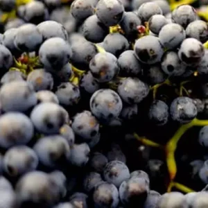 Muscadine Grape Fragrance Oil ~ For Candle, Soap, Lotion, Bath & Body & Crafts