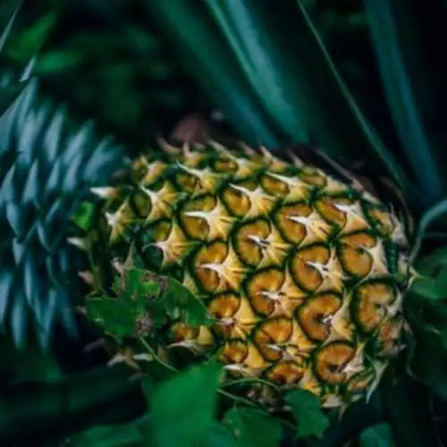 Pineapple Cilantro (dupe) Fragrance Oil ~ For Candle, Soap, Lotion, Bath & Body