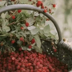 Patchouli Raspberry Fragrance Oil~For Candle, Soap, Lotion, Bath & Body & Crafts