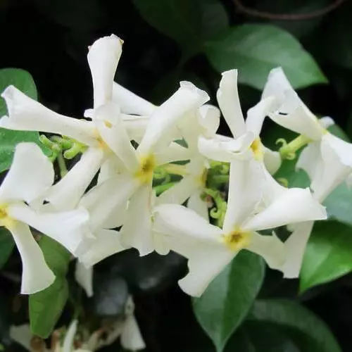 Jasmine Fragrance Oil ~ For Candle, Soap, Lotion, Bath & Body & CraftsJasmine Fragrance Oil ~ For Candle, Soap, Lotion, Bath & Body & Crafts