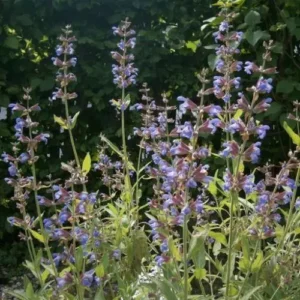 Sage Fragrance Oil ~ For Candle, Soap, Lotion, Bath & Body & Crafts