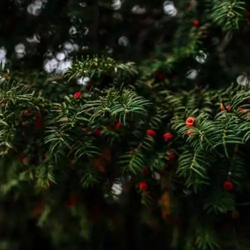 Red Berry & Cedar (dupe) Fragrance Oil ~ For Candle, Soap, Lotion, Bath & Body