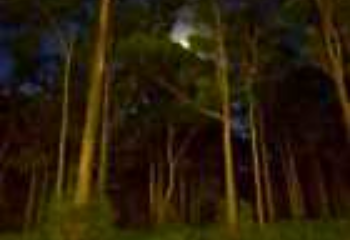 Woody Fragrance Oils for Every Season: A Complete Guide