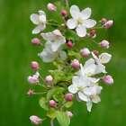 Apple Blossom Dupe Fragrance Oil for Candle, Soap, Lotion, Bath & Body