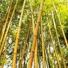 Bamboo Fragrance Oil for Candle, Soap, Lotion, Bath & Body