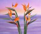 Bird of Paradise Fragrance Oil for Candle, Soap, Lotion, Bath & Body