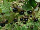 Black Cherry Dupe Fragrance Oil for Candle, Soap, Lotion, Bath & Body