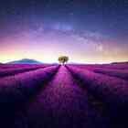 French Lavender Dupe Fragrance Oil for Candle, Soap, Lotion, Bath & Body
