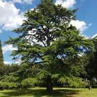 Cedar Fragrance Oil for Candle, Soap, Lotion, Bath & Body