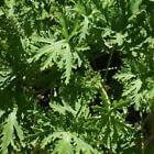 Citronella Fragrance Oil for Candle, Soap, Lotion, Bath & Body