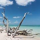 Driftwood Sea Salt Fragrance Oil for Candle, Soap, Lotion, Bath & Body & Crafts