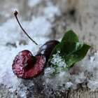 Cherries on Snow Dupe Fragrance Oil for Candle, Soap, Lotion, Bath & Body