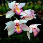 Aloha Orchid Fragrance Oil for Candle, Soap, Lotion, Bath & Body