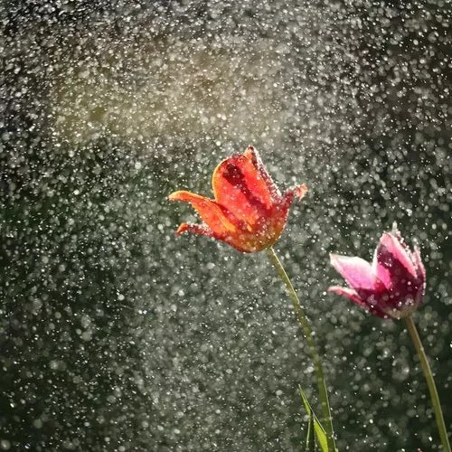 China Rain Dupe Fragrance Oil for Candle, Soap, Lotion, Bath & Body