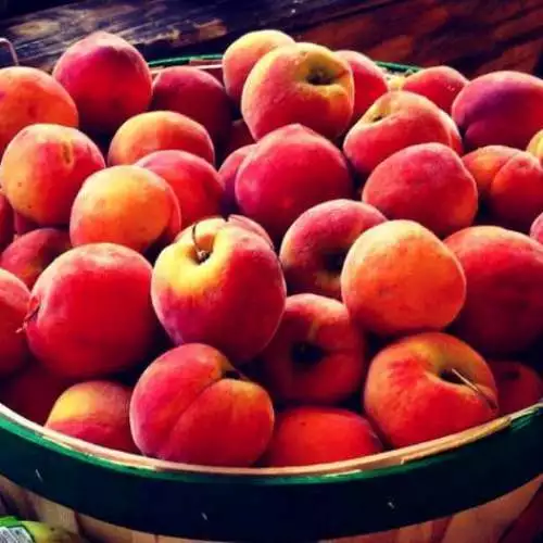 Fresh Peach Fragrance Oil for Candle, Soap, Lotion, Bath & Body & Crafts