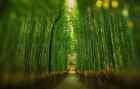 Bamboo White Grapefruit Fragrance Oil for Candle, Soap, Lotion, Bath & Body