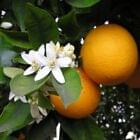 Orange Blossom Fragrance Oil for Candle, Soap, Lotion, Bath & Body & Crafts