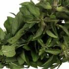 Rosemary Mint Dupe Fragrance Oil for Candle, Soap, Lotion, Bath & Body & Crafts