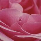 Rose Petals Fragrance Oil for Candle, Soap, Lotion, Bath & Body & Crafts