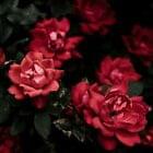 Sandalwood Rose Fragrance Oil for Candle, Soap, Lotion, Bath & Body & Crafts