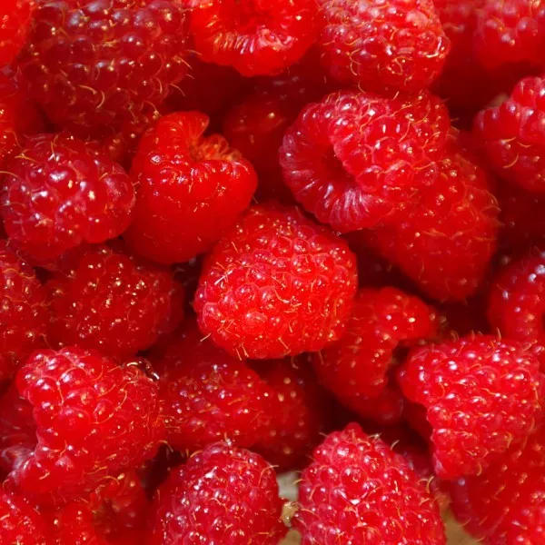 Raspberry Sun-Ripened Fragrance Oil for Candle, Soap, Lotion, Bath & Body & Crafts